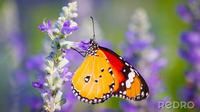 Sticker Orangefarbener Schmetterling auf einer Wiese