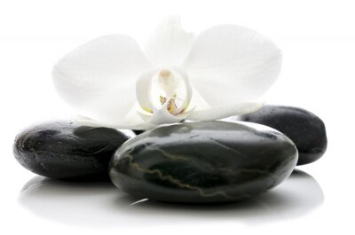 Orchid Blume auf Zen-Steine