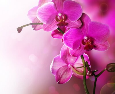Sticker Orchid Flower border Design