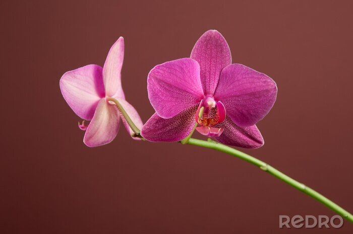 Sticker Orchidee auf braunem Hintergrund