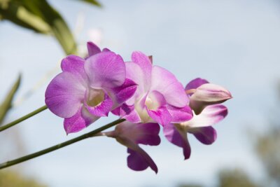 Sticker Orchidee auf einem himmlischen Hintergrund