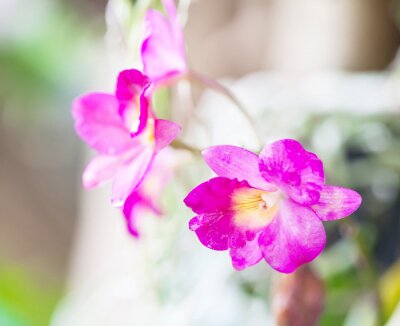 Sticker Orchidee auf einem unscharfen Foto