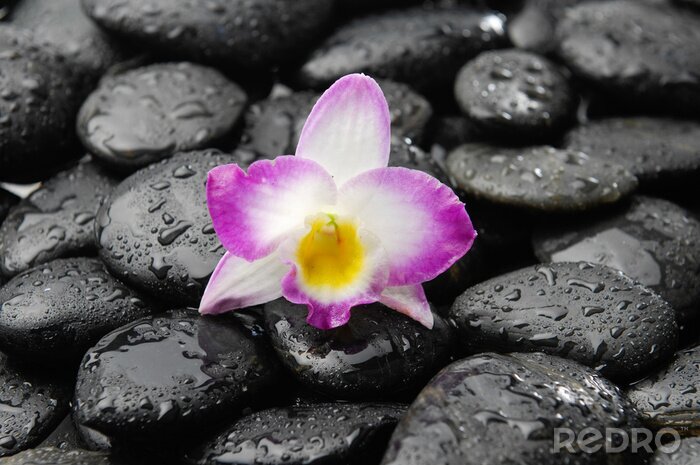 Sticker Orchidee auf nassen schwarzen Kieselsteinen