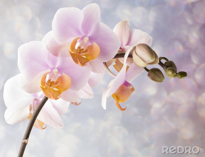 Sticker Orchidee in Pastellnuancen