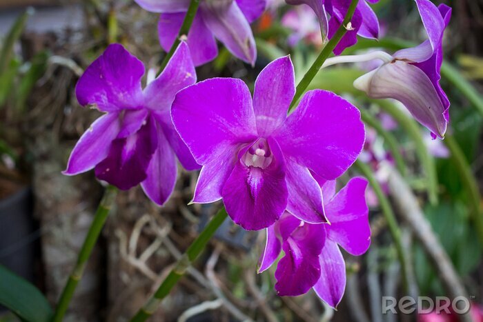 Sticker Orchidee in violettem Farbton