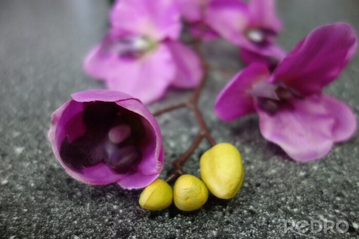 Sticker Orchidee mit Knospen auf einem Stein