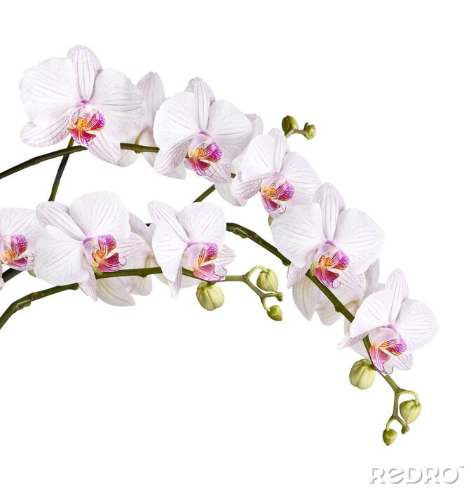 Sticker Orchidee mit Knospen auf weißem Hintergrund