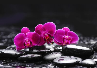 Orchidee und Steine