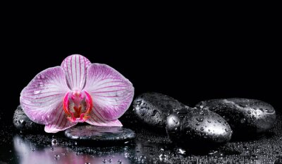 Orchidee und Wassertropfen auf Steinen