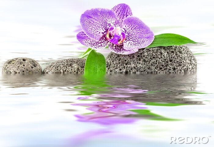 Sticker Orchidee zwischen den Steinen auf dem Wasser