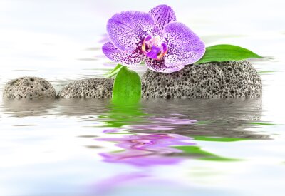 Sticker Orchidee zwischen den Steinen auf dem Wasser