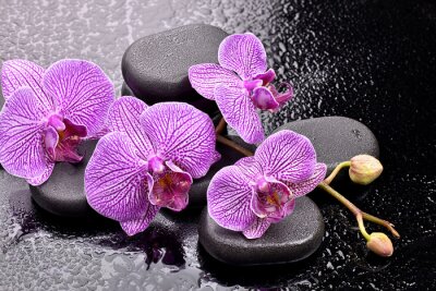 Sticker Orchidee zwischen Steinen