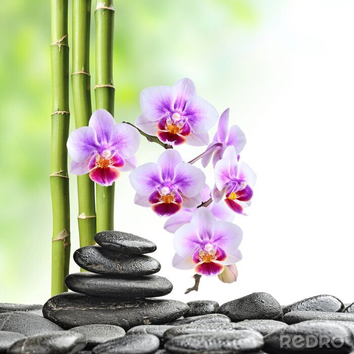 Sticker Orchideen Steine und grüner Bambus