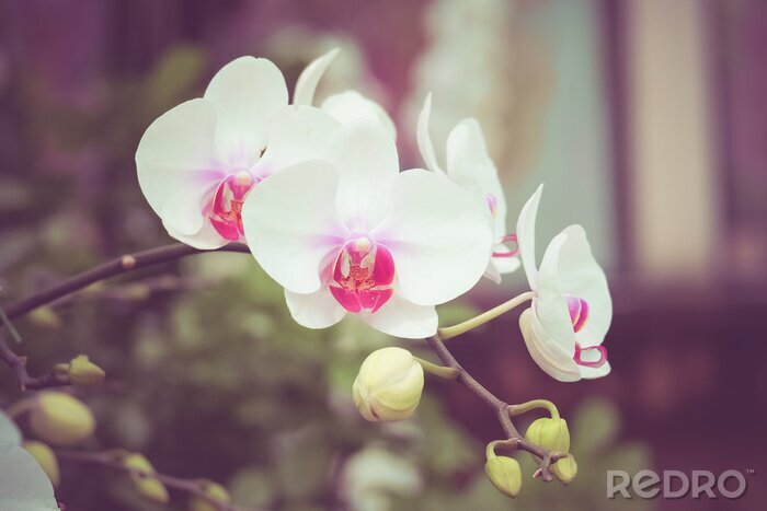 Sticker Orchideenblumen mit Filtereffekt Retro Vintage-Stil