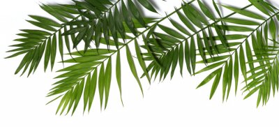 Sticker Palm leaves background