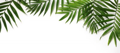 Palmblätter auf weißem Hintergrund