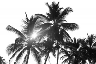 Palmen und Sonnenschein schwarz-weiß Fotografie