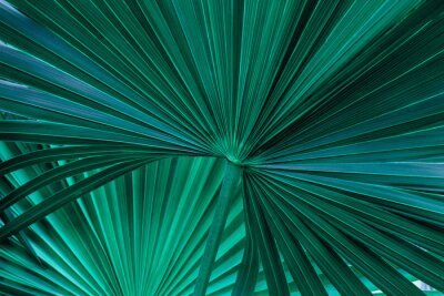 Palmenblatt in Grün