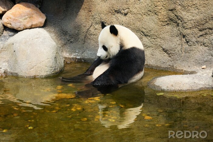 Sticker Panda 3d im Wasser sitzend