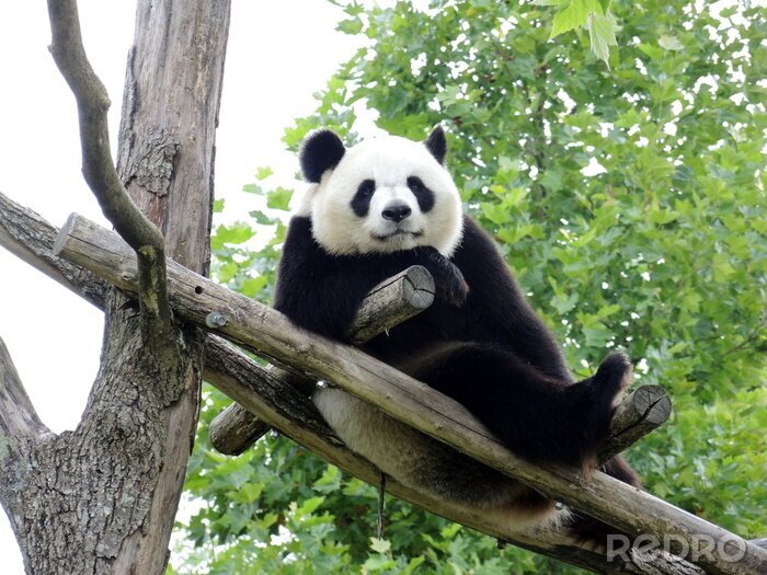 Sticker Panda Bär auf dem baum Lügen