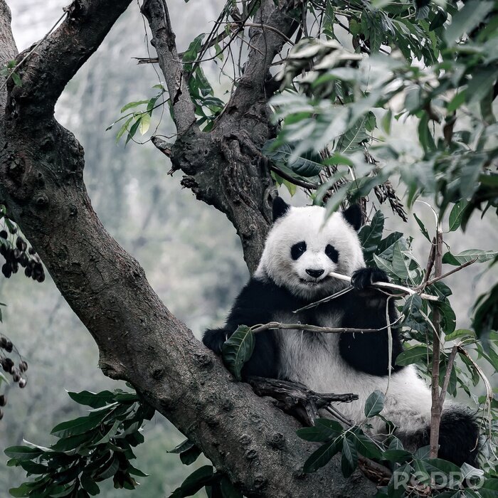 Sticker Pandabär auf einem Baum sitzend