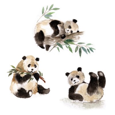 Pandas mit Aquarellfarben gemalt auf weißem Hintergrund