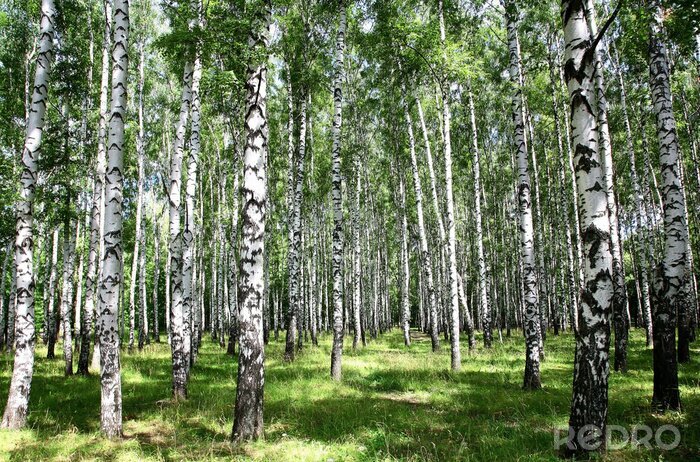 Sticker Panorama des Birkenhains 3D