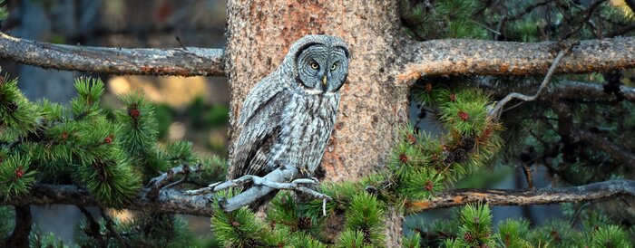 Sticker Panoramadetail mit einer Eule