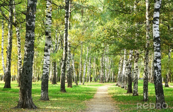 Sticker Parkbirken am Morgen