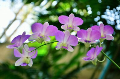 Sticker Pastellfarbener Orchideenzweig