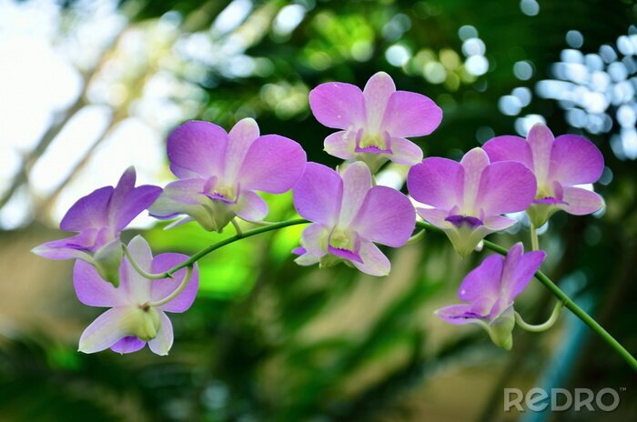 Sticker Pastellfarbener Orchideenzweig