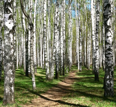 Pfad durch Birkenhain