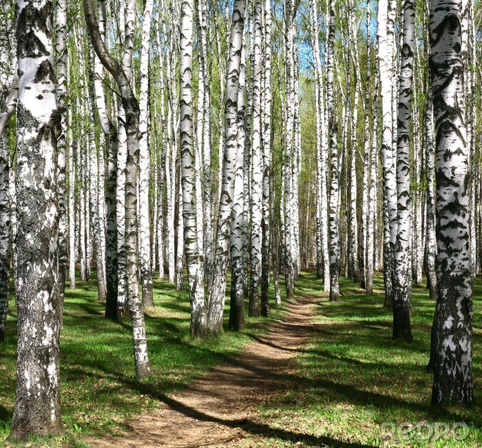 Sticker Pfad durch Birkenhain