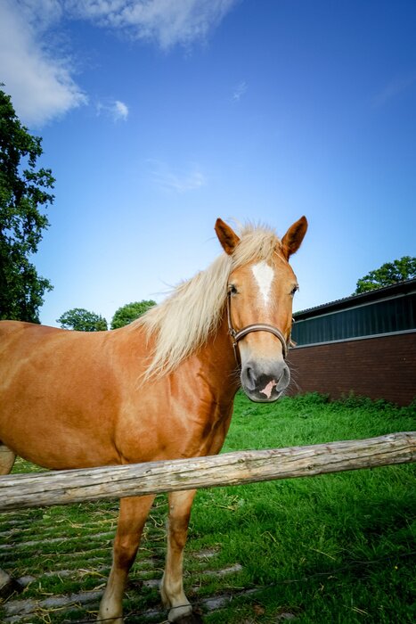Sticker Pferde honigfarbenes Reitpferd auf der Koppel