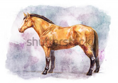 Sticker Pferde honigfarbenes Reitpferd und mehrfarbiger Hintergrund