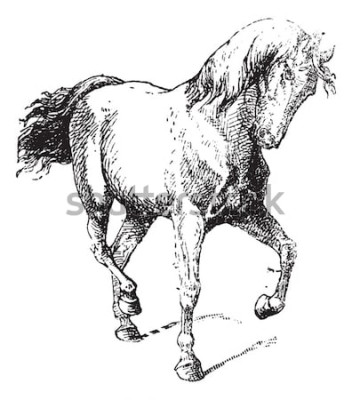 Sticker Pferde Reitpferd mit erhobenem Huf Abbildung