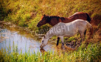 Pferde trinken wasser aus dem fluss