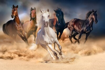 Pferdeherde Lauf in der Wüste Sandsturm gegen dramatischen Himmel