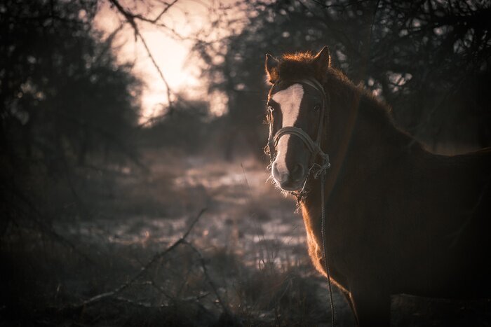 Sticker Pferdekopf Reitpferd im Wald vor herbstlicher Kulisse