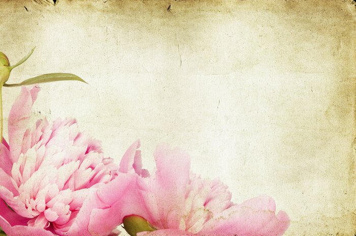 Sticker Pfingstrosen auf antiquiertem Hintergrund