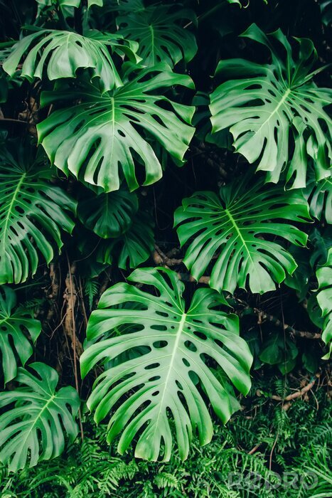 Sticker Pflanzen in natürlicher Umgebung