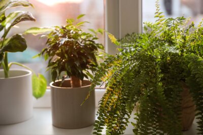 Pflanzen mit Fenster im Hintergrund