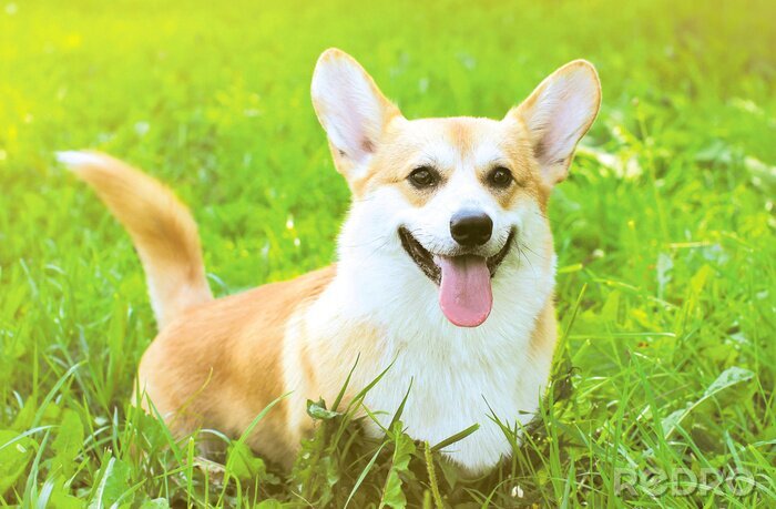 Sticker Pfoten eines Corgi-Hundes, der über eine im Gras versteckte Lichtung läuft