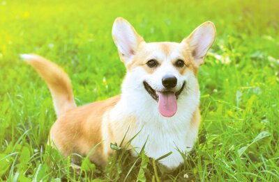 Sticker Pfoten eines Corgi-Hundes, der über eine im Gras versteckte Lichtung läuft