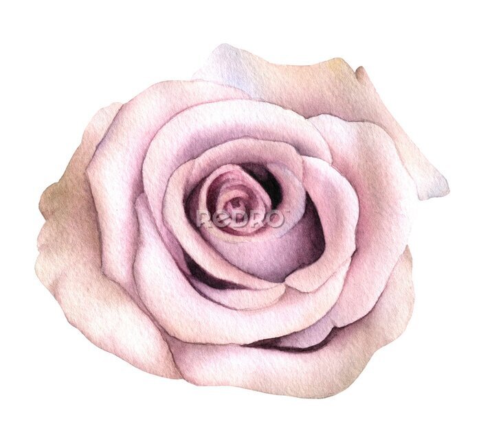 Sticker Picturesque full-blown dust pink moody rose flower with brownish shade hand drawn in watercolor isolated on a white background. Botanical illustration. Floral watercolor element.