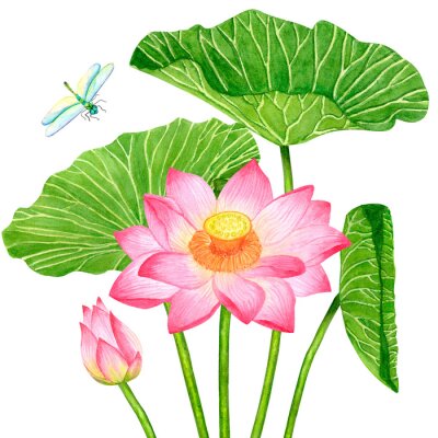 Sticker Pink lotos flower, watercolor botanical illustration, Asian garden, beautiful water lily, green leaves, lotus bud, tropical floral clip art isolated on white background