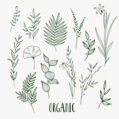 Sticker Plant nature hand drawn set. Collection botanical element.