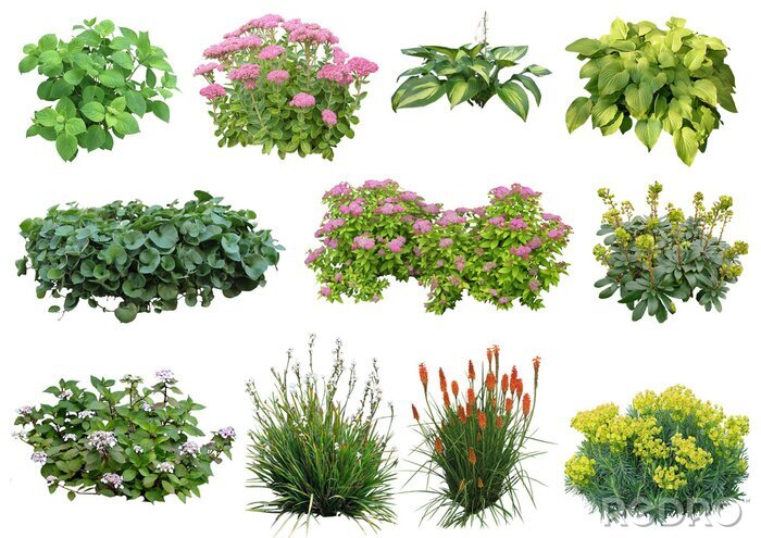 Sticker Plante détourée (plantes vivaces, hortensia, euphorbe, sedum...)