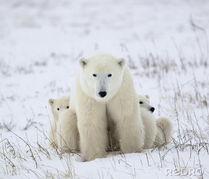 Sticker Polartiere im Schnee