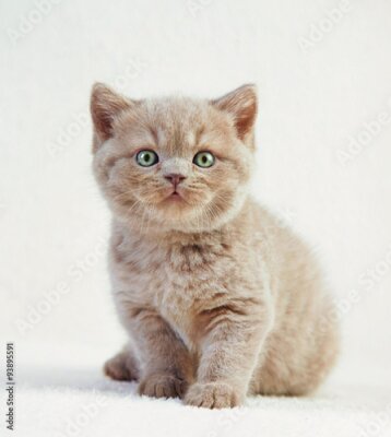 Poster Porträt einer britischen Katze